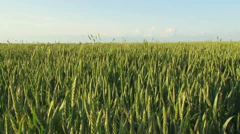 Wheat field in spring Stock Footage 21946641