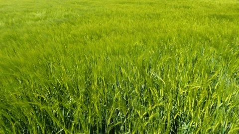Wheat field in spring Stock-Footage 108007570