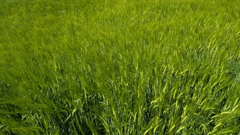 Wheat field in spring 動画素材 108007836