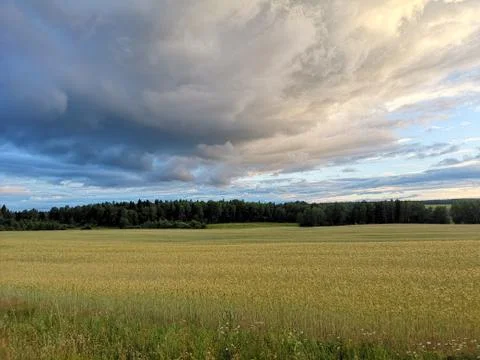 Wheat field spring landscape with dark forest in horizon and dramatic clouds  Stock Photos