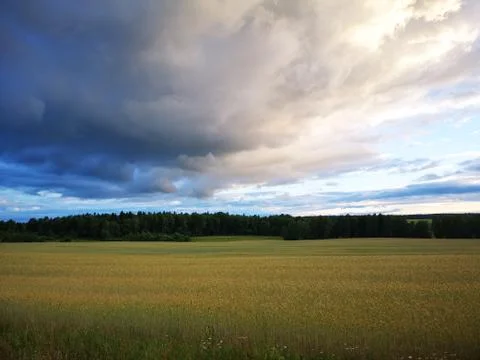 Wheat field spring landscape with dark forest in horizon and dramatic clouds  Stock Photos