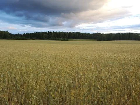 Wheat field spring landscape with dark forest in horizon and clouds in light  Stock Photos