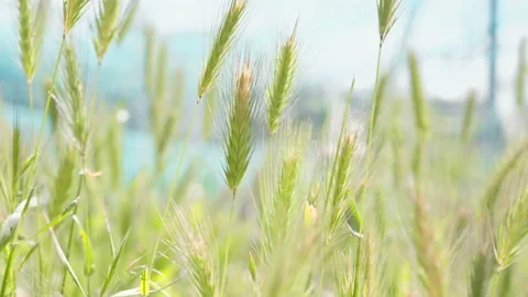 Wheat field spring meadow moving on wind sunny day,agricultural cultivation Stock Footage 154716513