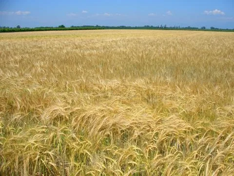 Wheat field in spring Foto stock