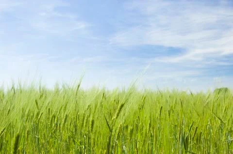 Wheat field on spring Stock Photos