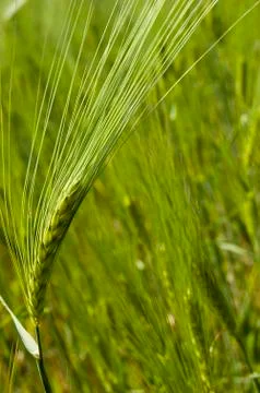 Wheat field on spring Stock Photos