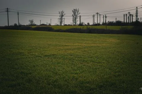 Wheat Field In The Spring Stock Photos