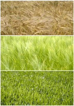 Wheat field from spring to summer Foto stock