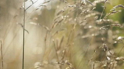 Wheat field in spring time Video stock 85220489