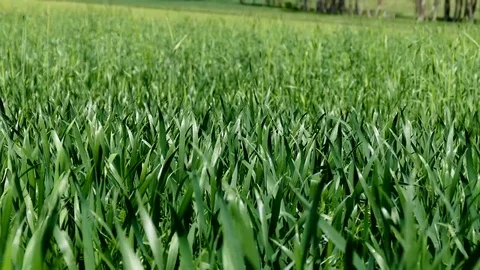 Wheat field in spring, wheat plant has started to grow, 스톡 동영상 108243954
