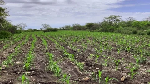 Wheat field with sprouting plants, irrigated land on cloudy day Stock Footage 280806440