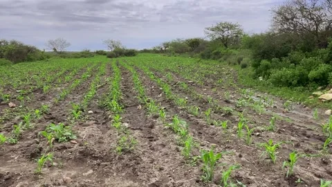Wheat field with sprouting plants, irrigated land on cloudy day Stock Footage 280806473