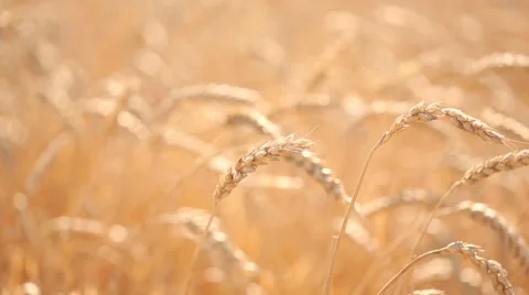 Wheat field. stalk close-up. Video stock 65381078