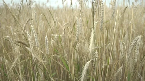 Wheat field on stems waving in light wind at countryside Stock Footage 139443824