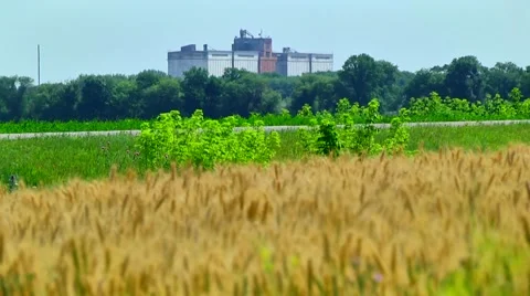 Wheat field. Storage of grain Video stock 61127128