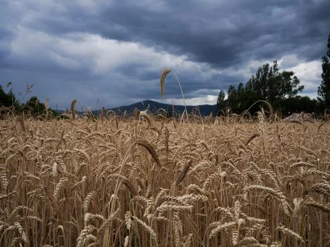 Wheat field before a storm Stock Photos