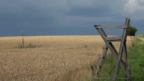 Wheat field before storm in summer Stock Footage 79222654