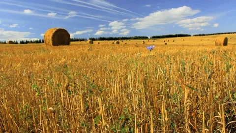 Wheat field with straw bales Stock Footage 160343150