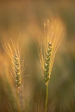 Wheat field stretches through frame. Wheat ears show ripe grain. Wheat awns.. Stock Photos