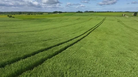 Wheat field in strong wind Stock Footage 321524998