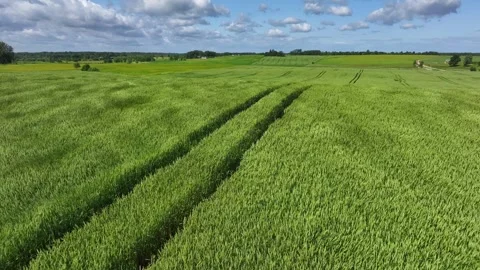 Wheat field in strong wind Stock Footage 321531620