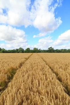 A Wheat Field in Suffolk Foto stock