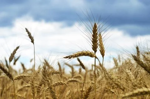 Wheat field in the summer and dramatic sky Stock-Fotos