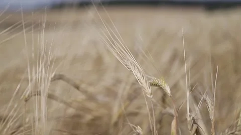 Wheat field on a summer day Stock Footage 146574145