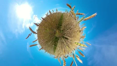 Wheat field on a summer day. Stock Footage 236810149