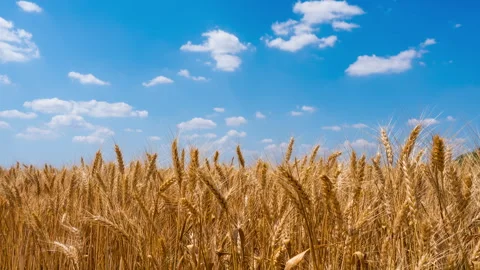Wheat field on a summer day. Timelapse Stock Footage 277182603