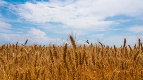 Wheat field on a summer day. Timelapse Stock Footage 277277241