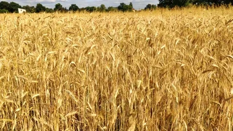Wheat field. Summer on the field. Stock Footage 141712146