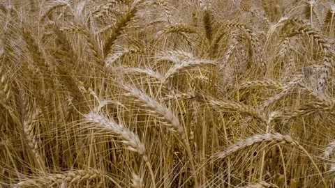 Wheat field in summer, field of wheat, golden wheat field, Ripe wheat crop. Video stock 239173821