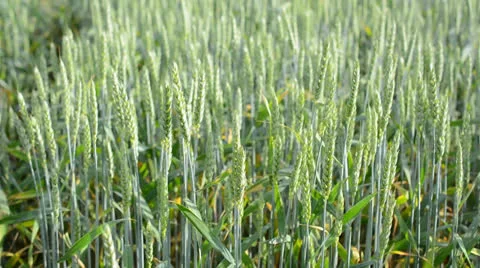 Wheat field in summer Stock Footage 25261143