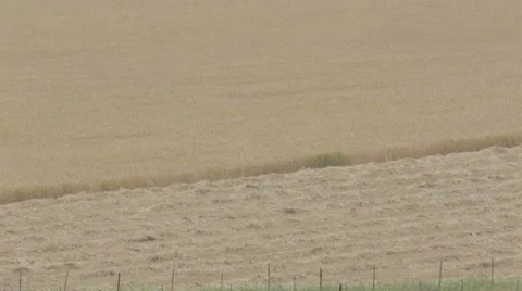 Wheat field in the Summer Stock Footage 43866108