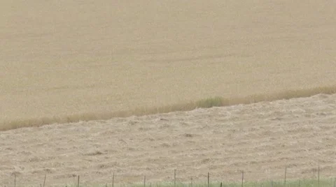 Wheat field in the summer Stock Footage 43866350