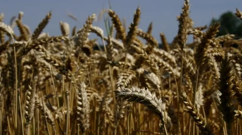 Wheat field in summer Stock Footage 53780723