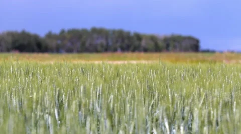 Wheat field in summer Stock Footage 67637788