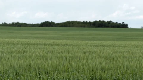 Wheat field in summer Stock Footage 67637859