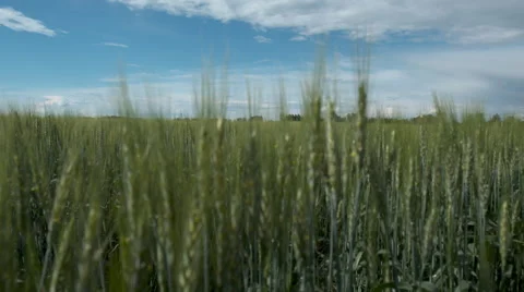 Wheat field in summer Video stock 67637945
