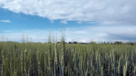 Wheat field in summer Stock Footage 67637979