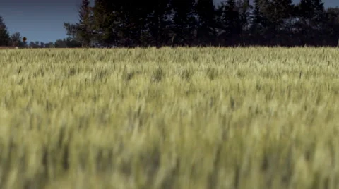 Wheat field in the summer Stock Footage 67640535