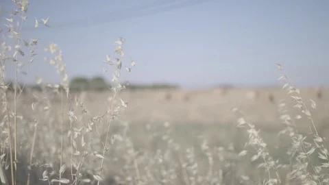 Wheat field in summer Stock Footage 77073809