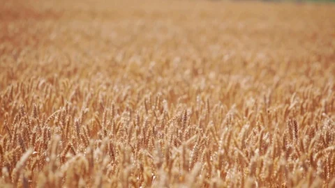 Wheat field at summer Stock Footage 99281599