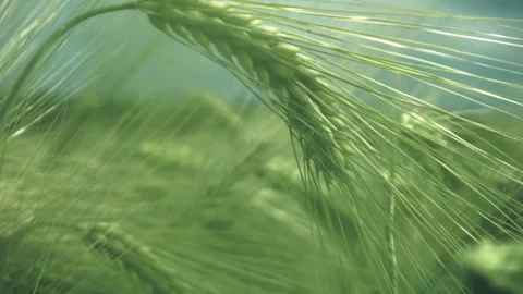 Wheat field in summer Stock Footage 110707059