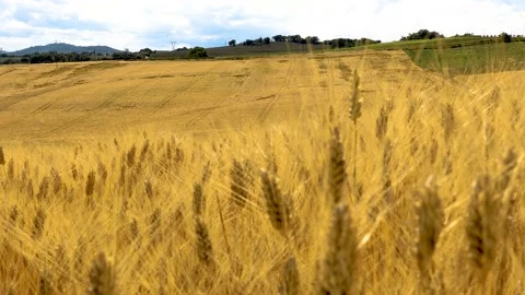 Wheat Field at Summer Vidéo 158381799