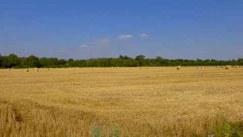 Wheat field in the summer Stock Footage 218350774