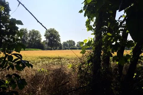 Wheat field in summer framed by trees of a grove in the italian countryside.. Stock Photos