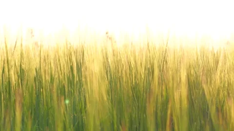 Wheat field summer grain, farm agriculture, grow wheat, landscape agricultural Stock Footage 244420023