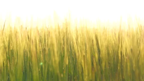 Wheat field summer grain, farm agriculture, grow wheat, morning shakes harvest Stock Footage 245862349